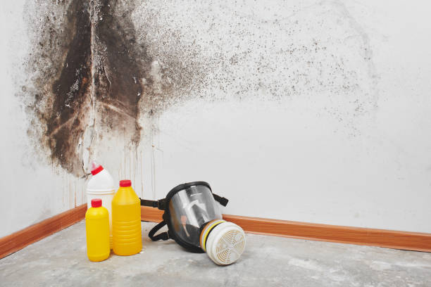 Certified Mold Removal in Springfield, IL