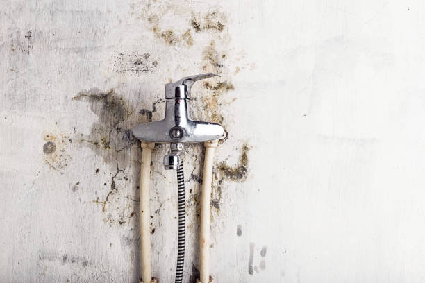 Best Same-Day Mold Removal  in Springfield, IL