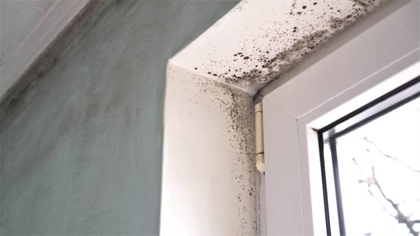 Best Professional Mold Removal  in Springfield, IL
