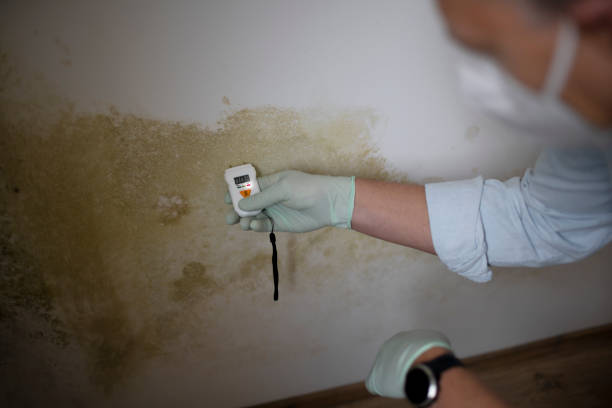 Best Home Mold Removal  in Springfield, IL