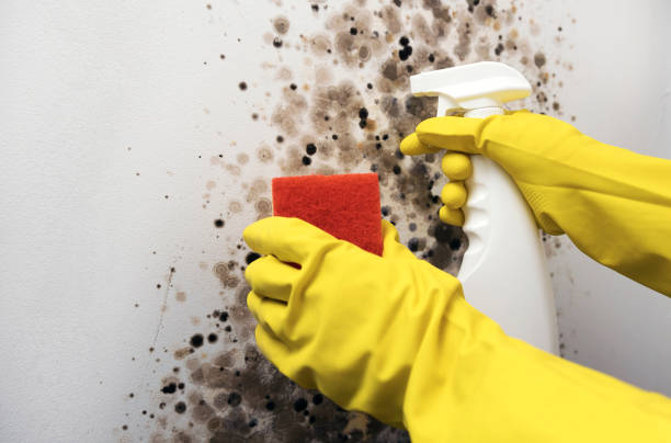 Best Affordable Mold Removal  in Springfield, IL
