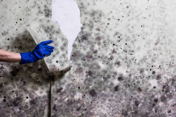 Trusted Springfield, IL Mold Removal Experts